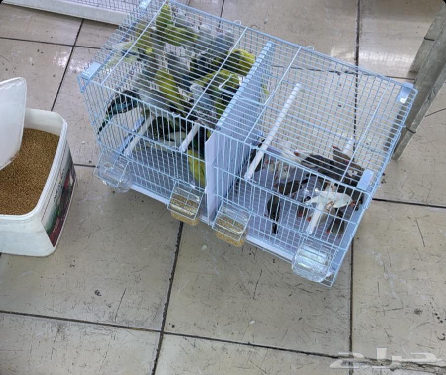 توصيل حيوانات اليفه64589728067457110