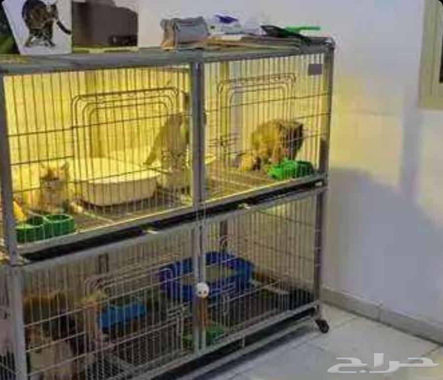 توصيل حيوانات اليفه64589727893251112