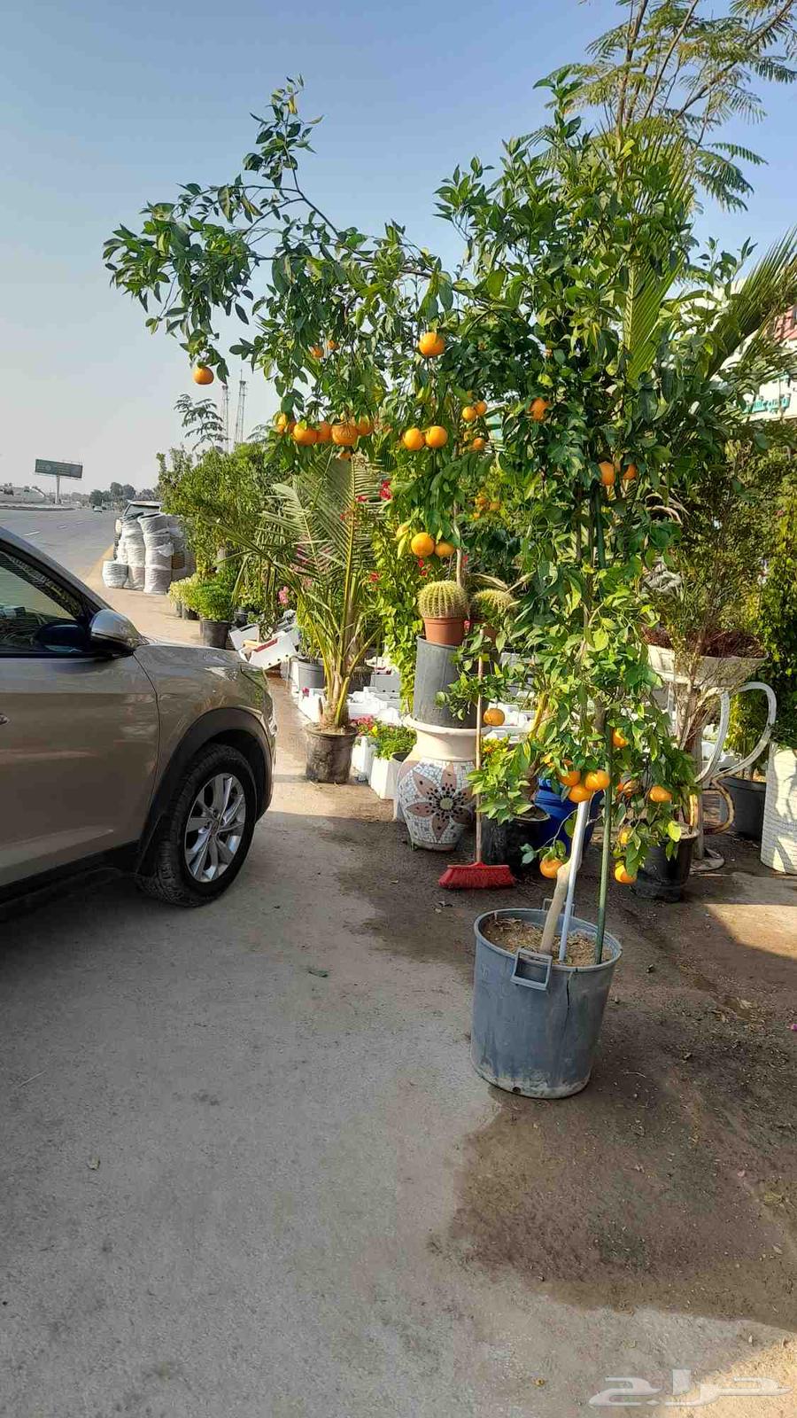 تنسيق الحدائق العامه والخاصه64594196262914112