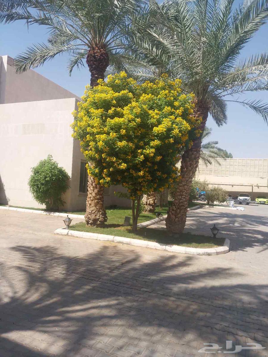 مشاتل الرياض لي تنسق الحدايق وبيع بي سعره الجمله64594182237825113