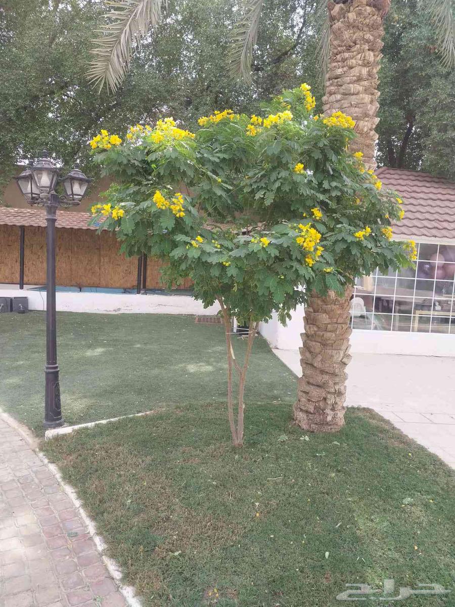 مشاتل الرياض لي تنسق الحدايق وبيع بي سعره الجمله64594182237825112