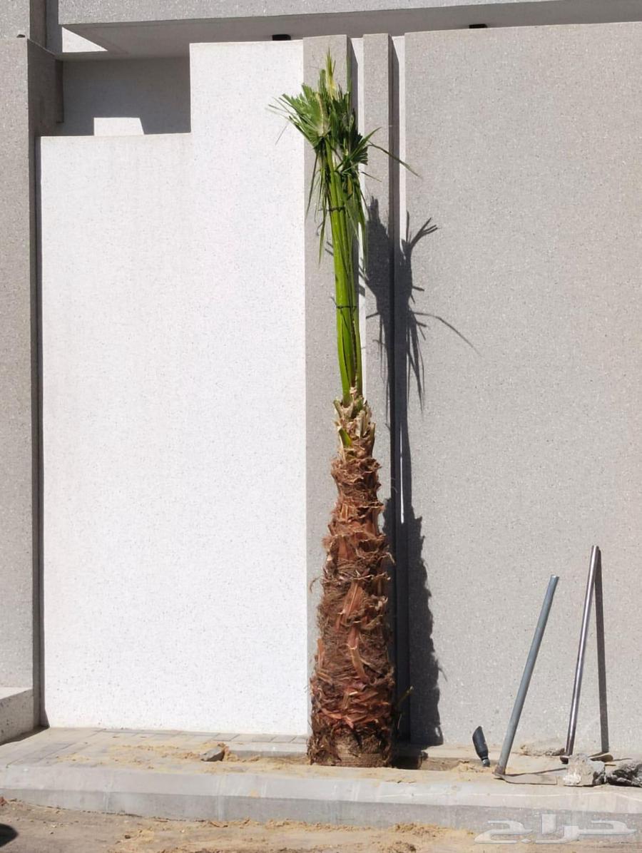 زراعه نخيل واشنطني64594195820803111