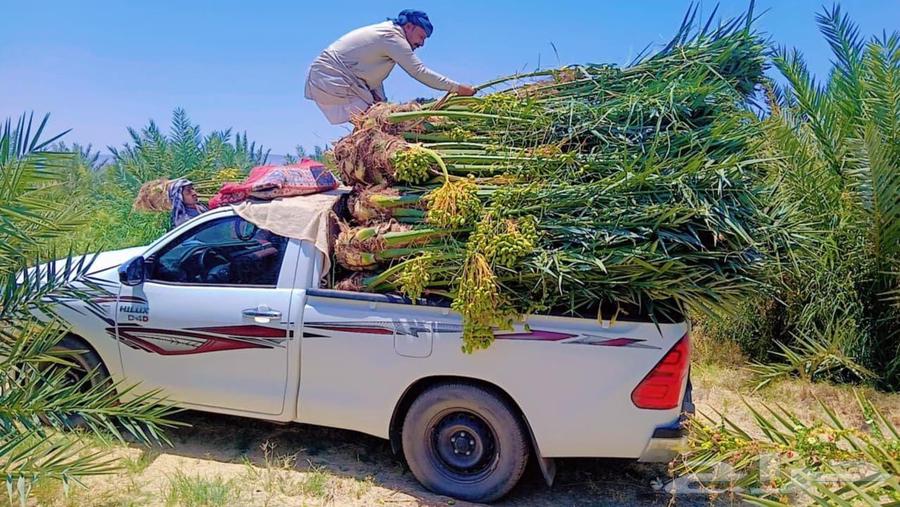 توريد وتركيب جميع انواع النخيل وقلع وغرس وتكريب التواصل على64594118867458112