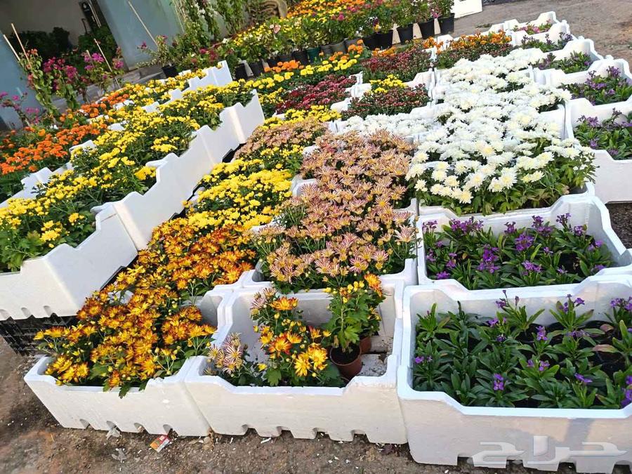 لتنسيق الحدائق والزراعه وصيانه الحدائق64589742550530112