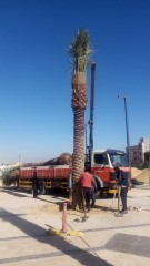 مقاول شبوك وزراعة النخيل64594225609730112