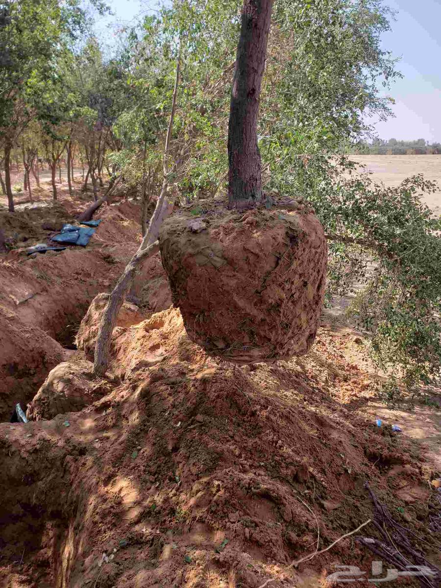 نقوم بقلع جميع انواع الاشجار وزراعتها64594085235330110