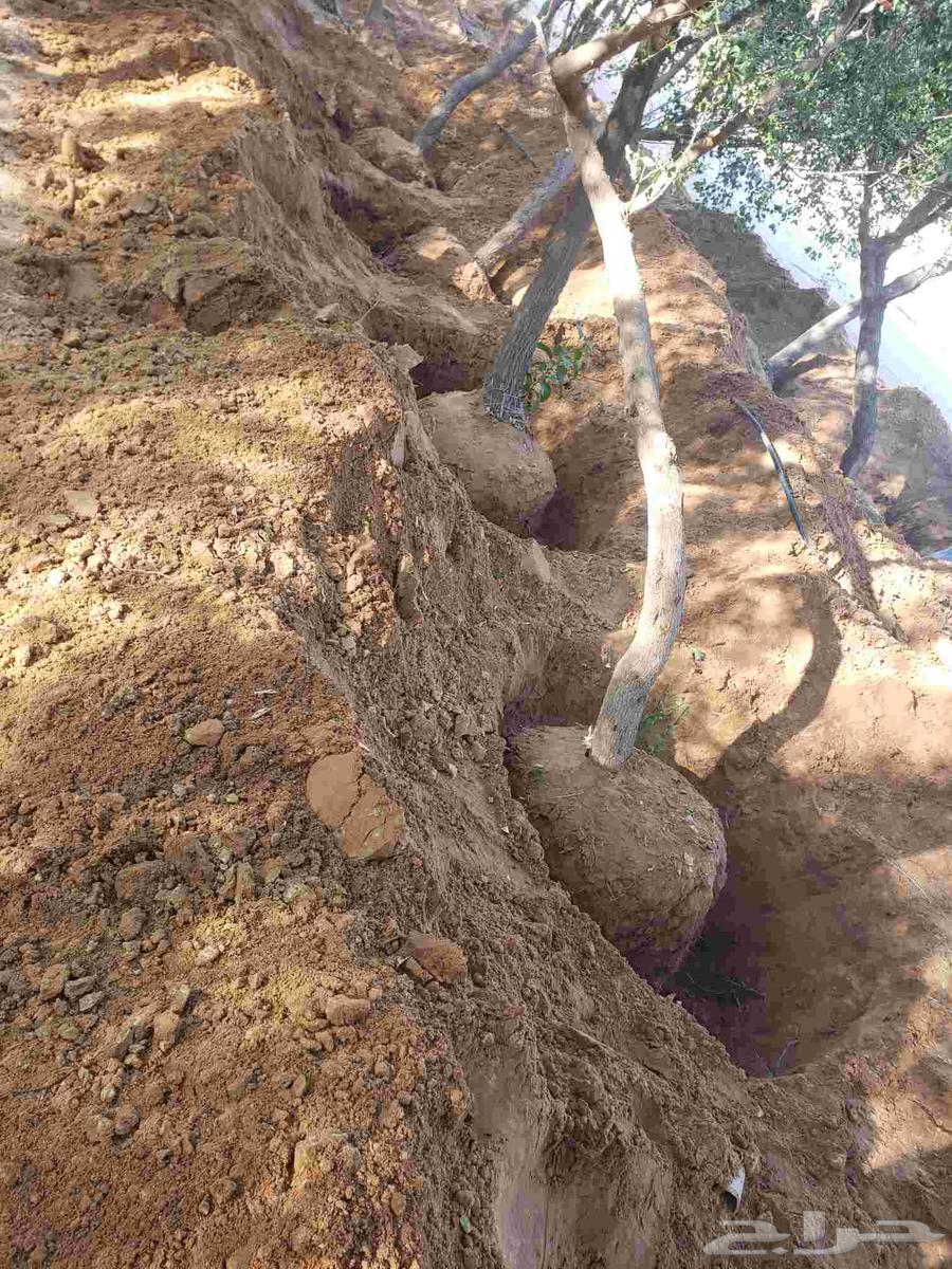 نقوم بقلع جميع انواع الاشجار وزراعتها64594085235330111