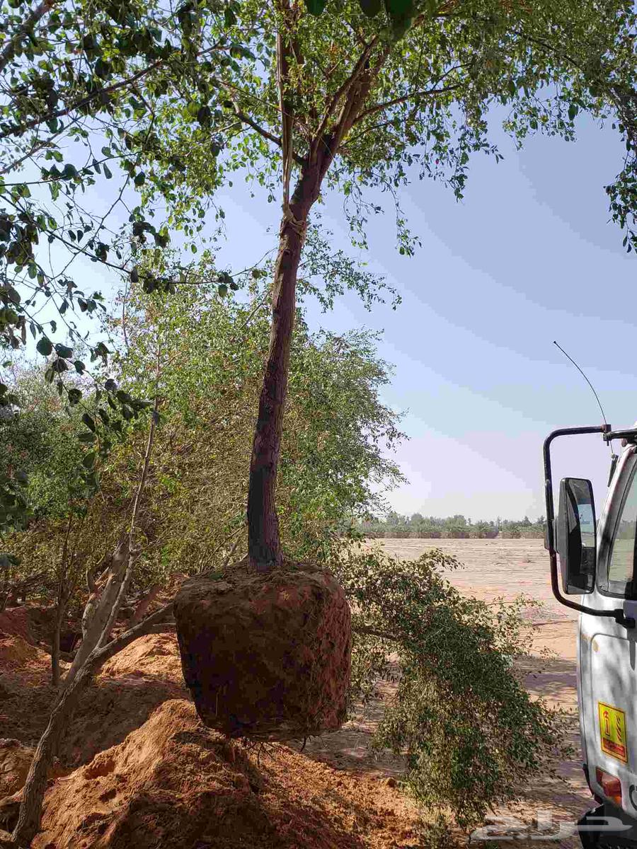 نقوم بقلع جميع انواع الاشجار وزراعتها64594085235330114