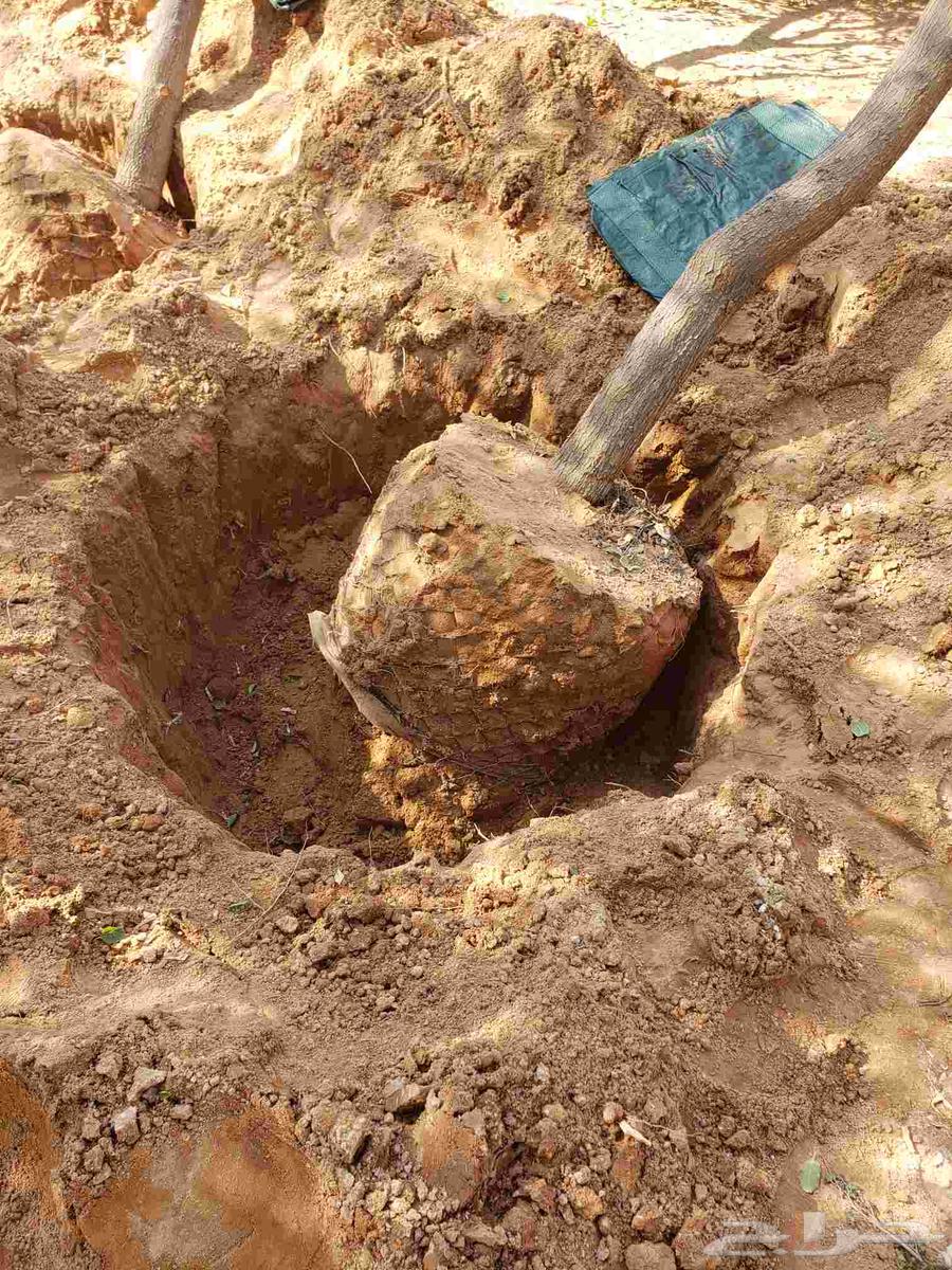 نقوم بقلع جميع انواع الاشجار وزراعتها64594085235330113