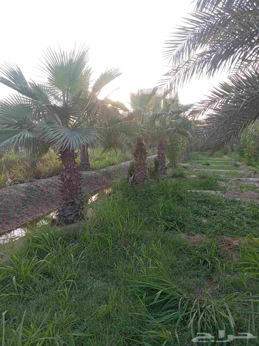 لجميع أنواع النخيل الوشنطن والنخيل البلدي والفسيل والاعشاب64594099518081110