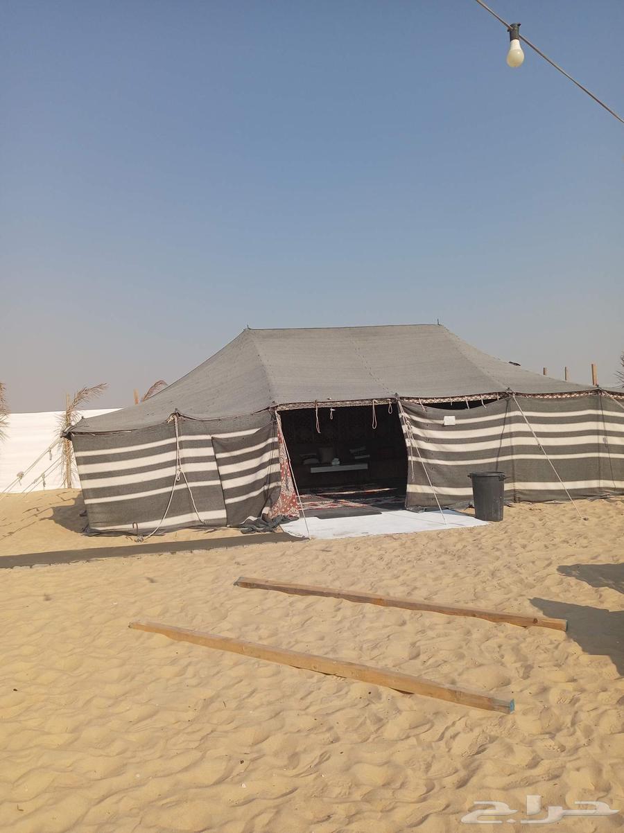 Sheep beauty and donkey connection on this number64594225526403110