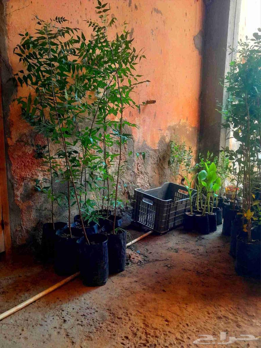 Cultivation of all types of trees, palm trees, and grass, everything related to agriculture64594099341315112