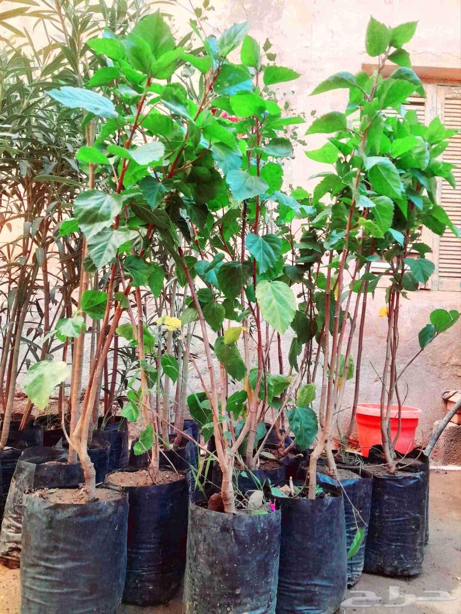 Cultivation of all types of trees, palm trees, and grass, everything related to agriculture64594099341315113