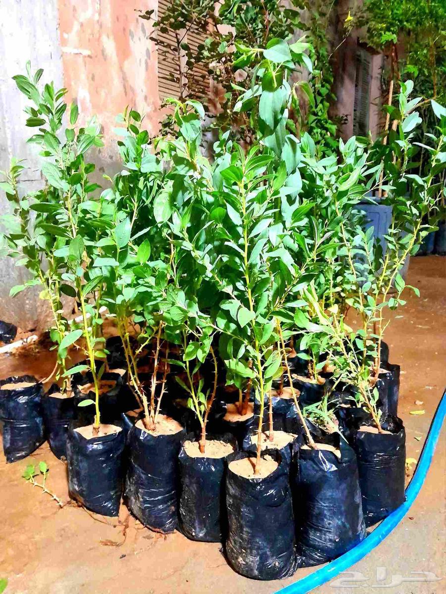 Cultivation of all types of trees, palm trees, and grass, everything related to agriculture64594099341315111