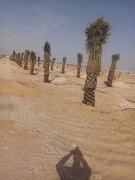 مقاول شبوك وزراعة النخيل64594225609730114