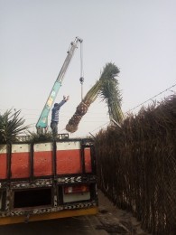 مقاول شبوك وزراعة النخيل64594225609730111