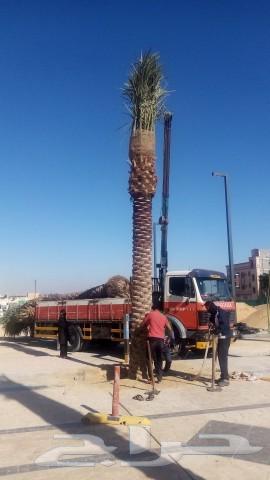 مقاول شبوك وزراعة النخيل64594225609730113