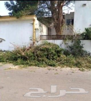 قص شجر تنظيف حدائق بامنشار64594261354626111