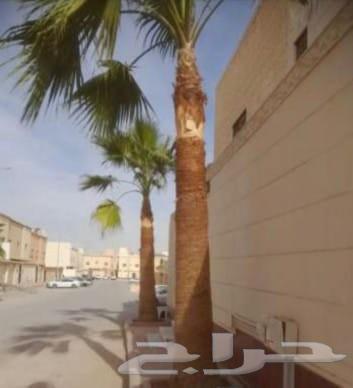 قص شجر تنظيف حدائق بامنشار64594261354626112