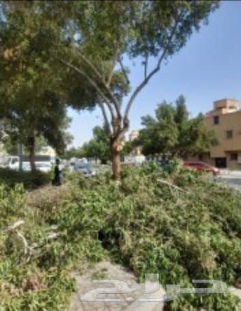 قص شجر تنظيف حدائق بامنشار64594261354626110