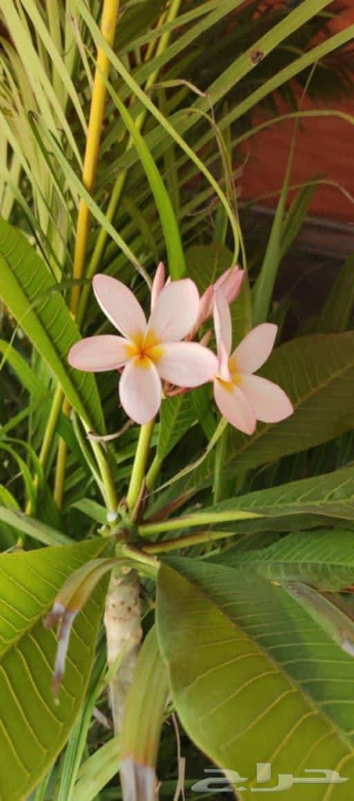 Cultivation of all types of trees, palm trees, and grass, everything related to agriculture64594099341315110