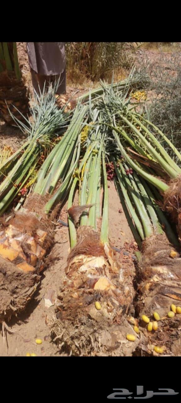توريد وتركيب جميع انواع النخيل وقلع وغرس وتكريب التواصل على64594118867458111