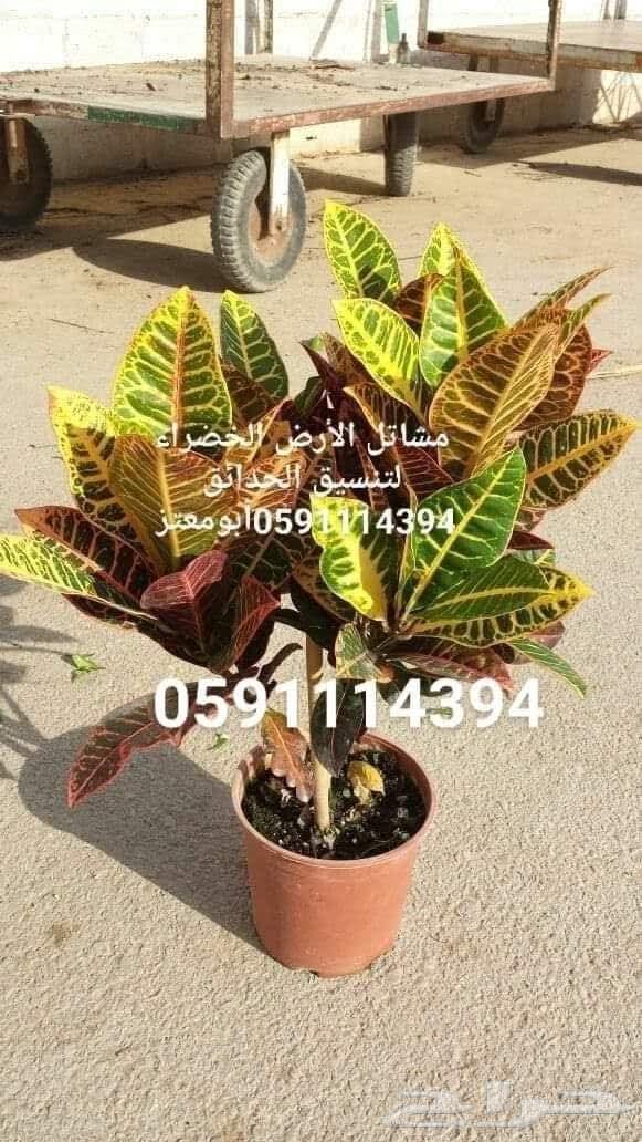 تنسيق وتصميم وتطويرالحدائق المنزليةتوريد وتركيب النباتات64594119152259114