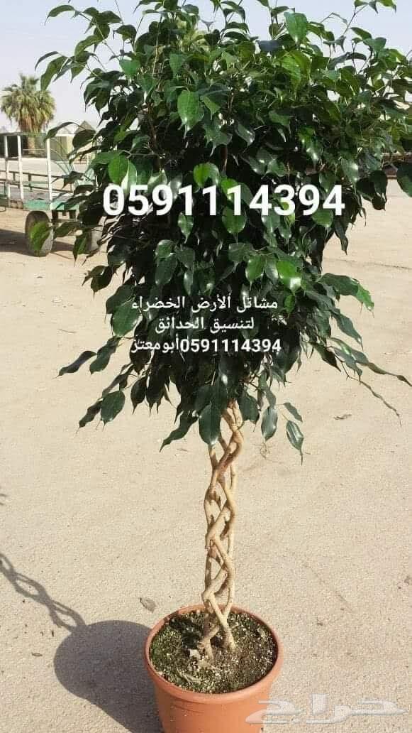 تنسيق وتصميم وتطويرالحدائق المنزليةتوريد وتركيب النباتات64594119152259113