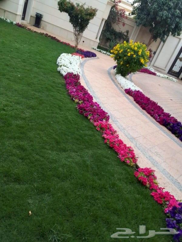 مشاتل الرياض لي تنسق الحدايق وبيع بي سعره الجمله64594182237825110