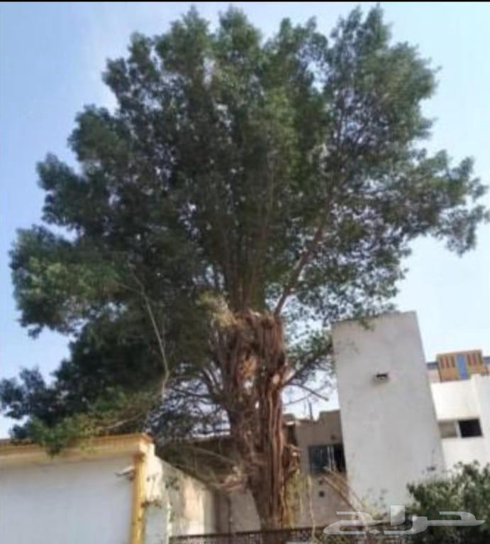 قص شجر تنظيف حدائق بامنشار64594261354626113