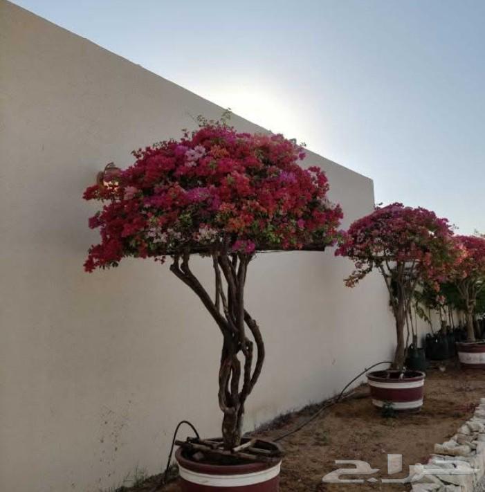 تنسيق الحدائق العامه والخاصه64594196262914111