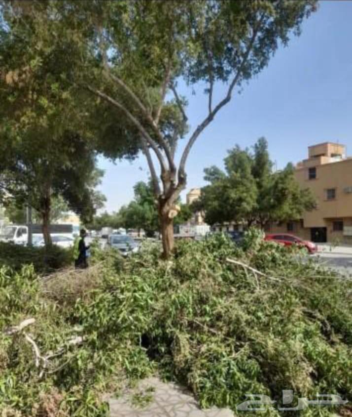 قص شجر تنظيف حدائق بامنشار64594261354626114