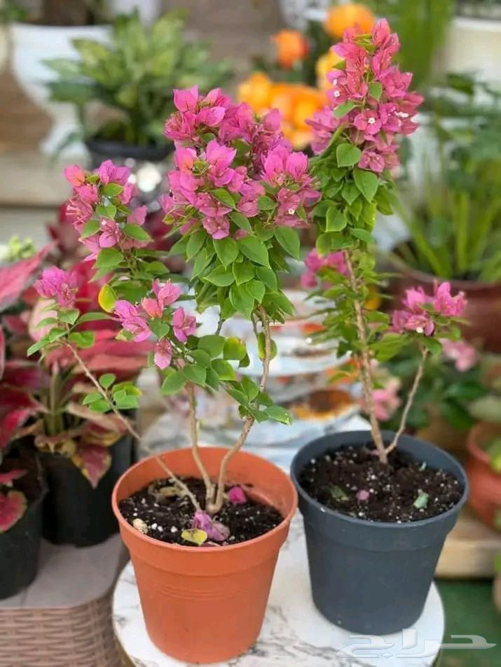 تنسيق الحدائق العامه والخاصه64594196262914114