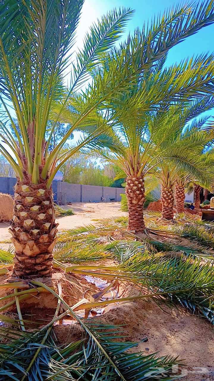 توريد وتركيب جميع انواع النخيل وقلع وغرس وتكريب التواصل على64594118867458114