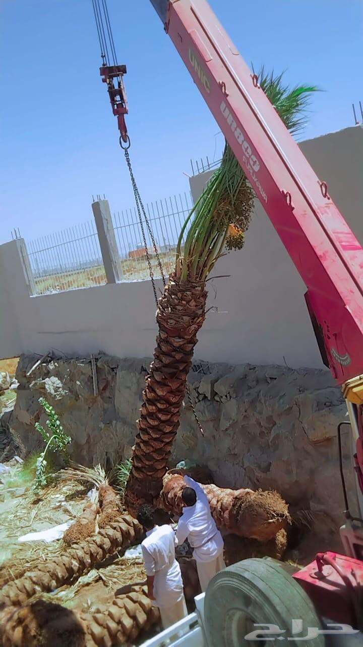 توريد وتركيب جميع انواع النخيل وقلع وغرس وتكريب التواصل على64594118867458110