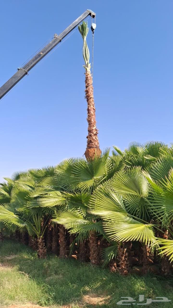 نخل واشنطني نخيل زينه واشنطن من مترين الا ثمانيه متر64594162576386112