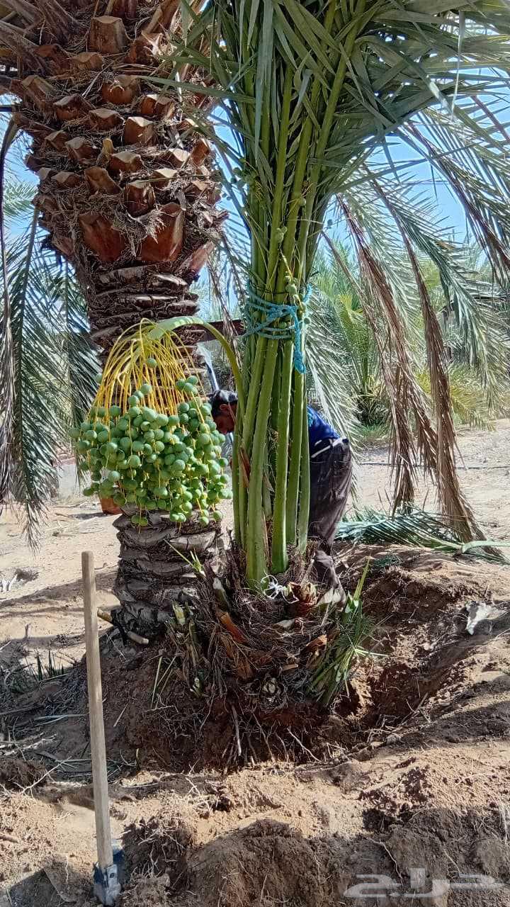 توريد وتركيب جميع انواع النخيل وقلع وغرس وتكريب التواصل على64594118867458113