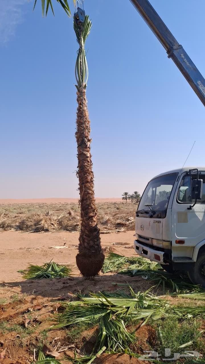 نخل واشنطني نخيل زينه واشنطن من مترين الا ثمانيه متر64594162576386114