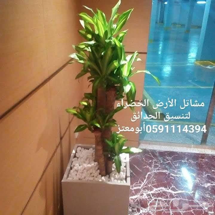 تنسيق وتصميم وتطويرالحدائق المنزليةتوريد وتركيب النباتات64594119152259112