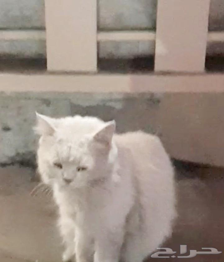 قط إنقاذ جميل مسالم صحة جيدة64613312817027110