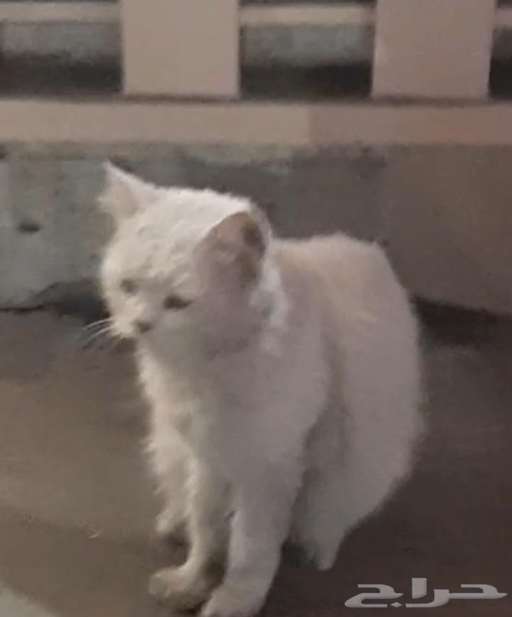 قط إنقاذ جميل مسالم صحة جيدة64613312817027111