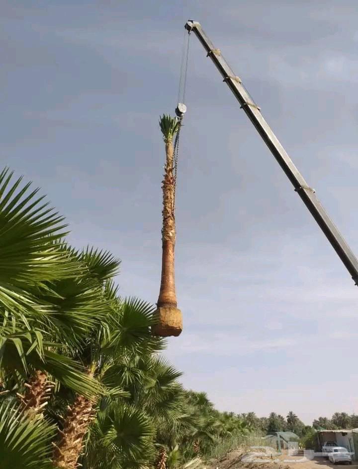 نخل واشنطني نخيل زينه واشنطن من مترين الا ثمانيه متر64594162576386111