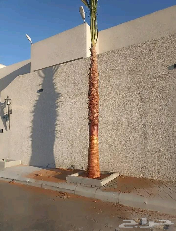 نخل واشنطني نخيل زينه واشنطن من مترين الا ثمانيه متر64594162576386110