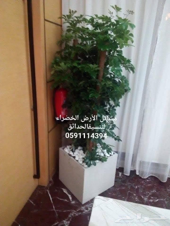 تنسيق وتصميم وتطويرالحدائق المنزليةتوريد وتركيب النباتات64594119152259110