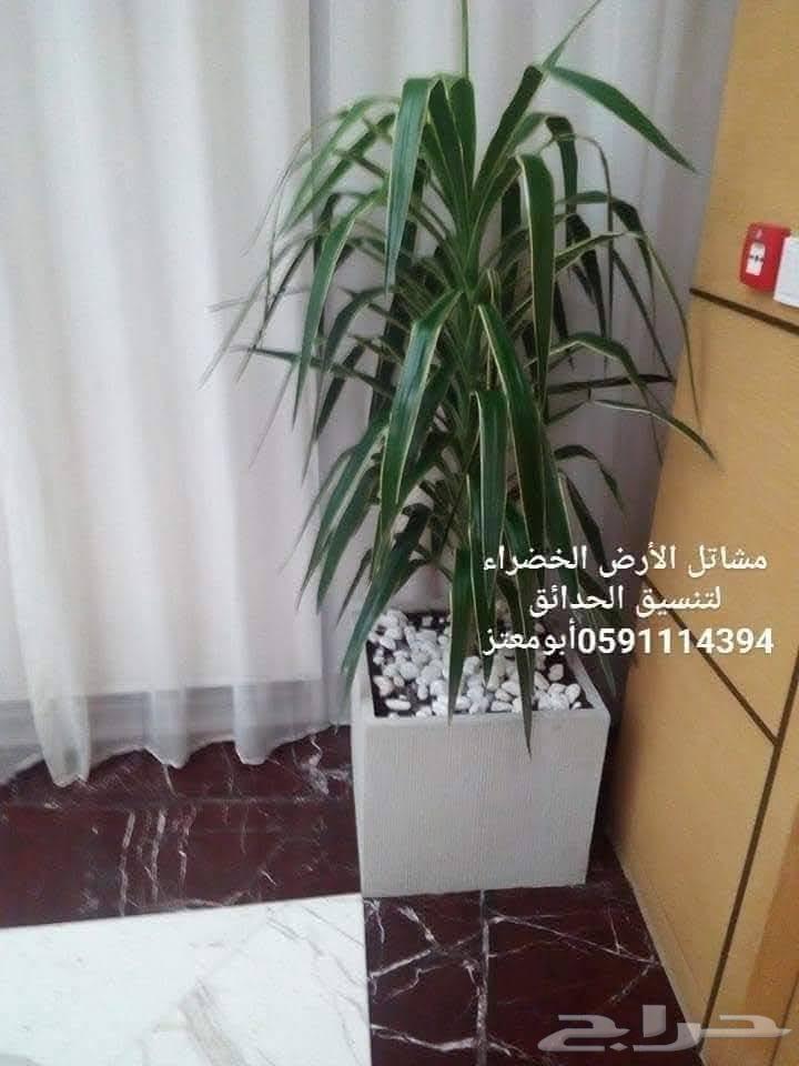 تنسيق وتصميم وتطويرالحدائق المنزليةتوريد وتركيب النباتات64594119152259111