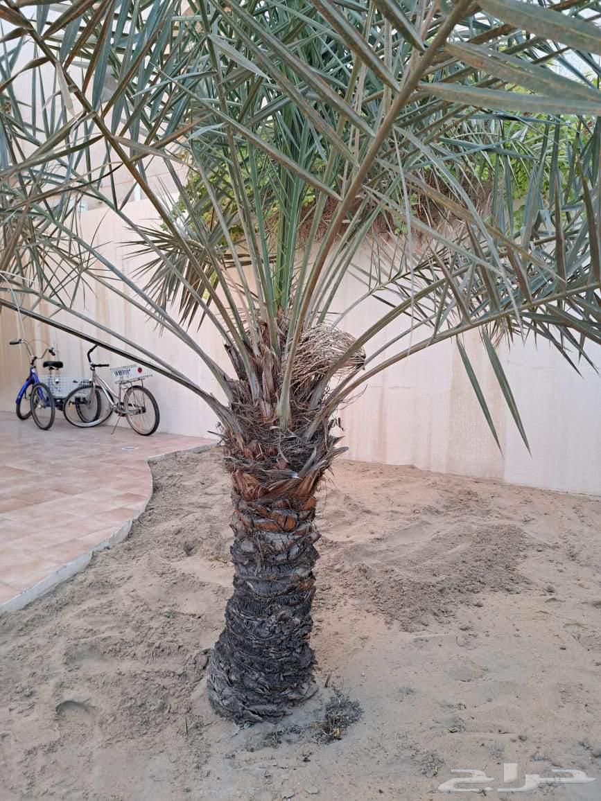 لجميع أنواع النخيل الوشنطن والنخيل البلدي والفسيل والاعشاب64594099518081111