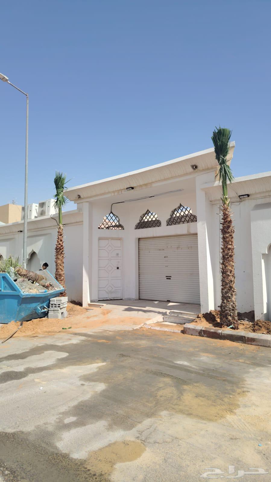 زراعه نخيل واشنطني64594195820803114