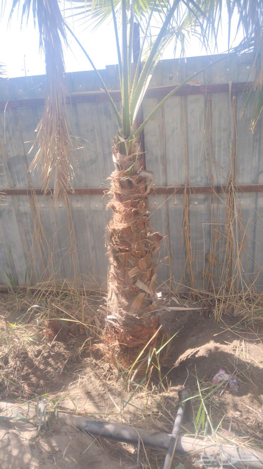 زراعه نخيل واشنطني64594195820803110