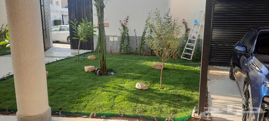 توريد وتركيب نخل واشنطونيا أمريكي مروحي درجه اولى64606174161665114