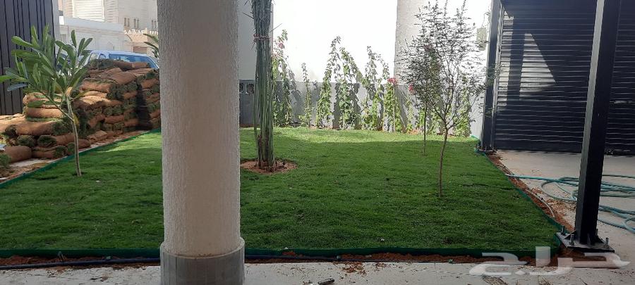 توريد وتركيب نخل واشنطونيا أمريكي مروحي درجه اولى64606174161665111